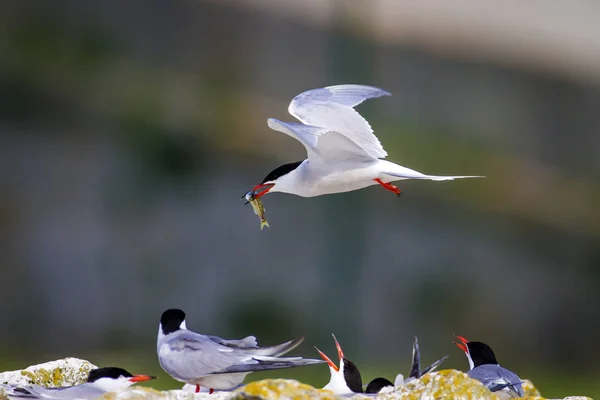 可爱的鸟燕鸥 鸟交配 共同的特恩 斯特纳 希伦多 五颜六色的自然背景 — 图库照片