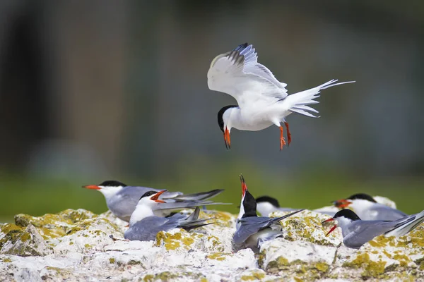 Sevimli kuş tern. Kuş yuvası. Kuş ların nereleri var. Kuş: Ortak Tern Sterna hirundo. Renkli doğa arka plan.