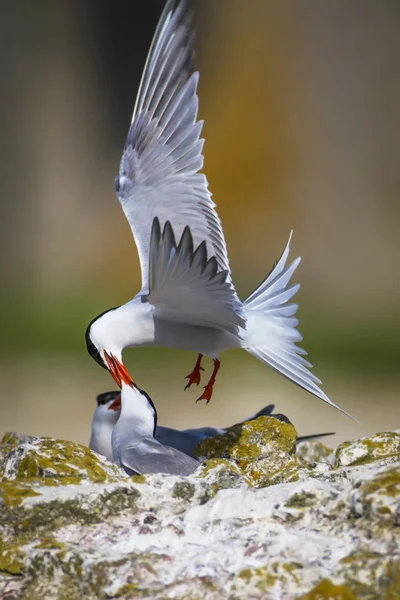 Sevimli kuş tern. Kuş yuvası. Kuş ların nereleri var. Kuş: Ortak Tern Sterna hirundo. Renkli doğa arka plan.