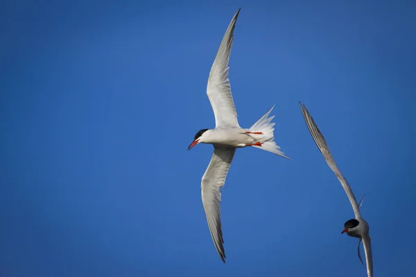 Pássaro Bonito Tern Ninho Pássaros Acasalamento Pássaros Bird Common Tern — Fotografia de Stock