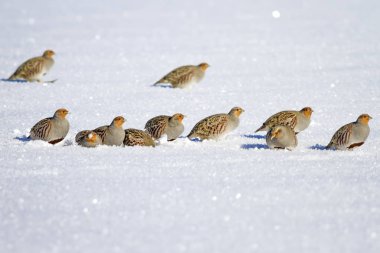 Keklik. Kış ve beyaz kar arka plan. Kuşlar: Gri Keklik Perdix perdix.
