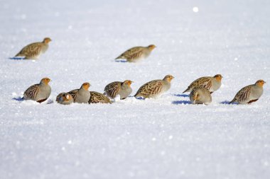 Keklik. Kış ve beyaz kar arka plan. Kuşlar: Gri Keklik Perdix perdix.
