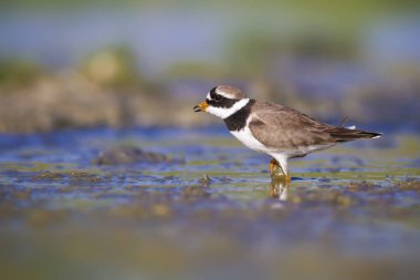 Sevimli küçük kuş. Doğa su habitat arka plan. Kuş: Küçük Halkalı Yağmurcun. Charadrius dubius.