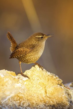 Sevimli kuş. Kahverengi doğal arka plan. Kuş: Avrasya Çit kuşu. Troglodytes troglodytes.