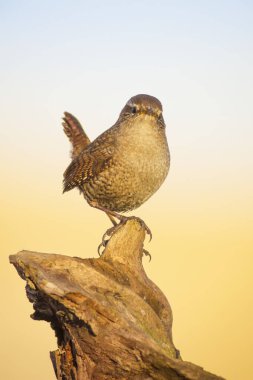 Sevimli kuş. Kahverengi doğal arka plan. Kuş: Avrasya Çit kuşu. Troglodytes troglodytes.
