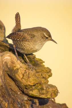 Sevimli kuş. Kahverengi doğal arka plan. Kuş: Avrasya Çit kuşu. Troglodytes troglodytes.
