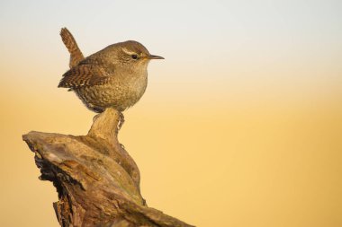 Sevimli kuş. Kahverengi doğal arka plan. Kuş: Avrasya Çit kuşu. Troglodytes troglodytes.