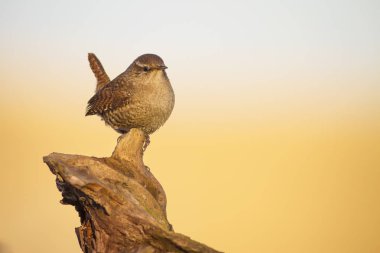 Sevimli kuş. Kahverengi doğal arka plan. Kuş: Avrasya Çit kuşu. Troglodytes troglodytes.