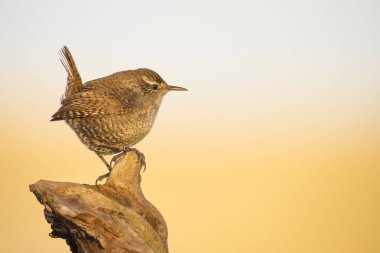 Sevimli kuş. Kahverengi doğal arka plan. Kuş: Avrasya Çit kuşu. Troglodytes troglodytes.