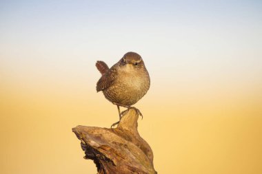 Sevimli kuş. Kahverengi doğal arka plan. Kuş: Avrasya Çit kuşu. Troglodytes troglodytes.