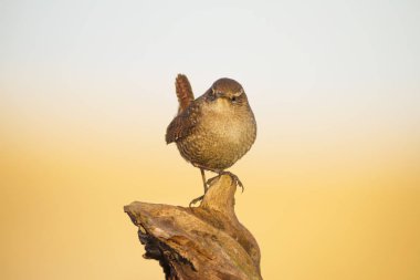 Sevimli kuş. Kahverengi doğal arka plan. Kuş: Avrasya Çit kuşu. Troglodytes troglodytes.