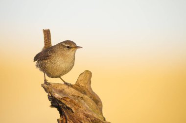 Sevimli kuş. Kahverengi doğal arka plan. Kuş: Avrasya Çit kuşu. Troglodytes troglodytes.