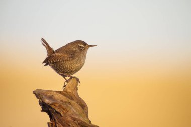 Sevimli kuş. Kahverengi doğal arka plan. Kuş: Avrasya Çit kuşu. Troglodytes troglodytes.