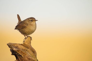 Sevimli kuş. Kahverengi doğal arka plan. Kuş: Avrasya Çit kuşu. Troglodytes troglodytes.
