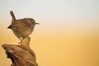 Sevimli kuş. Kahverengi doğal arka plan. Kuş: Avrasya Çit kuşu. Troglodytes troglodytes.