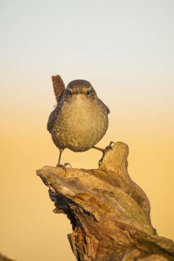 Sevimli kuş. Kahverengi doğal arka plan. Kuş: Avrasya Çit kuşu. Troglodytes troglodytes.