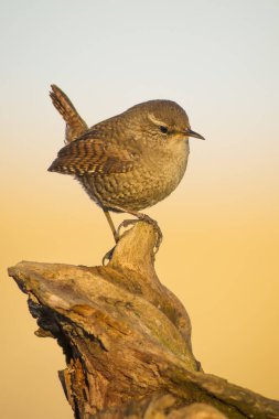 Sevimli kuş. Kahverengi doğal arka plan. Kuş: Avrasya Çit kuşu. Troglodytes troglodytes.