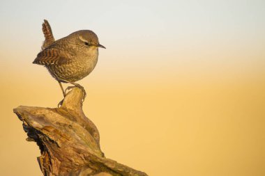 Sevimli kuş. Kahverengi doğal arka plan. Kuş: Avrasya Çit kuşu. Troglodytes troglodytes.