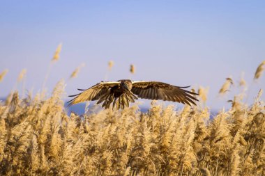 Uçan şahin. Doğa arka planı. Yırtıcı kuş.