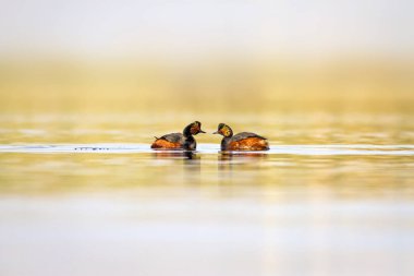 Yüzen kuş. Su arka planı. Kuş: Siyah boyunlu Grebe. Podiceps nigricollis. 
