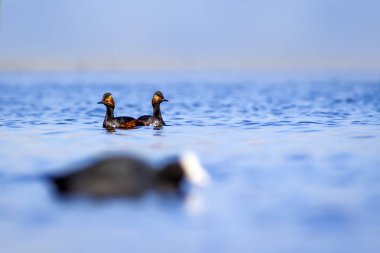 Yüzen kuş. Su arka planı. Kuş: Siyah boyunlu Grebe. Podiceps nigricollis. 