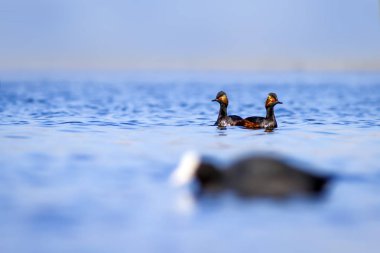 Yüzen kuş. Su arka planı. Kuş: Siyah boyunlu Grebe. Podiceps nigricollis. 