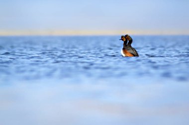 Yüzen kuş. Su arka planı. Kuş: Siyah boyunlu Grebe. Podiceps nigricollis. 