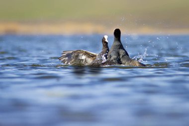 Kuşlarla savaşmak. Mavi göl su arka plan. Kuş: Avrasya Coot Fulica atra.