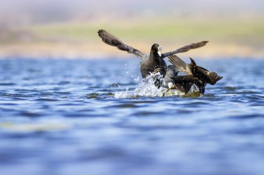 Kuşlarla savaşmak. Mavi göl su arka plan. Kuş: Avrasya Coot Fulica atra.
