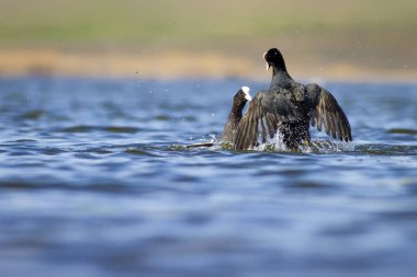 Kuşlarla savaşmak. Mavi göl su arka plan. Kuş: Avrasya Coot Fulica atra.