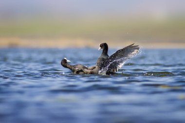 Kuşlarla savaşmak. Mavi göl su arka plan. Kuş: Avrasya Coot Fulica atra.