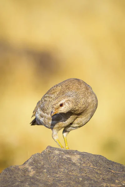 Partridge Gele Natuur Habitat Achtergrond — Stockfoto