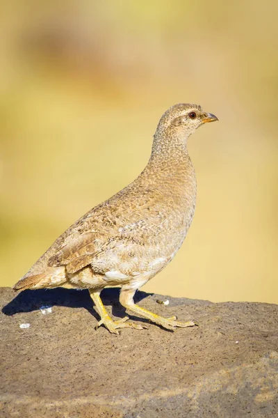 Keklik. Sarı doğa habitat arka plan. 