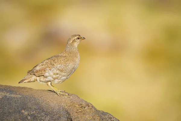 Partridge Gul Natur Habitat Bakgrund — Stockfoto