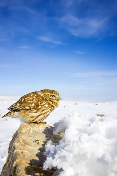 Cute Little Owl Winter Scene Landscape Wildlife Photography Common Owl — Stock Photo, Image