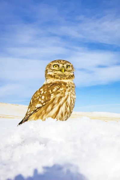 Lindo Búho Escena Invierno Paisaje Fotografía Vida Silvestre Búho Común — Foto de Stock