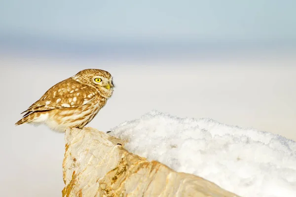 Niedliche Kleine Eule Und Winterszene Landschaftsfotografie Gemeine Eule Kleine Eule — Stockfoto