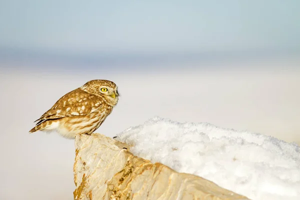 Piccolo Gufo Carino Scena Invernale Fotografia Della Fauna Selvatica Paesaggio — Foto Stock