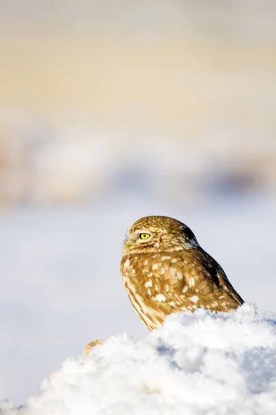 Cute Little Owl Winter Scene Landscape Wildlife Photography Common Owl — Stock Photo, Image