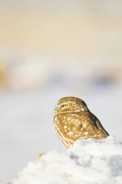 Cute Little Owl Winter Scene Landscape Wildlife Photography Common Owl — Stock Photo, Image