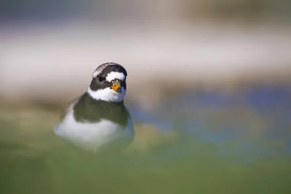 Cute Little Bird Nature Water Habitat Background Bird Little Ringed — Stock Photo, Image