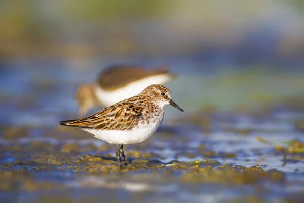 Eau Oiseaux Vie Des Oiseaux Eau Nature Habitat Fond — Photo