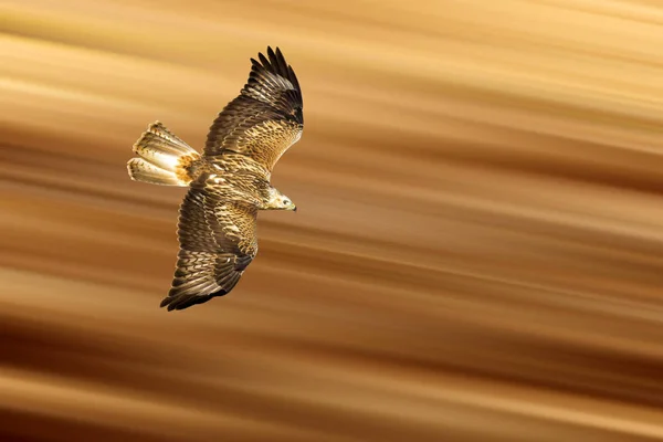 Yırtıcı Kuş Doğa Arka Planı Kuş Uzun Bacaklı Şahin Vahşi — Stok fotoğraf