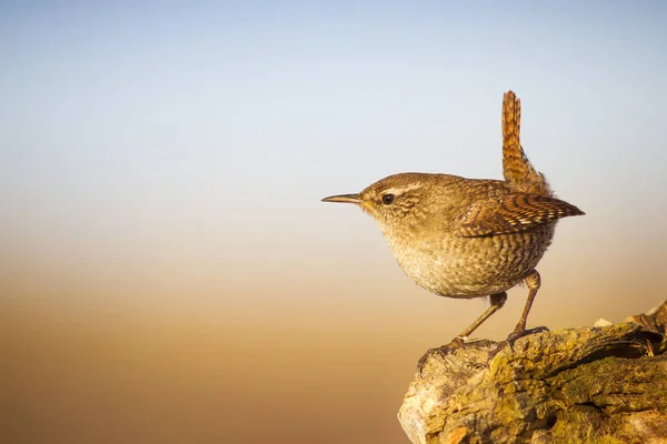 Lindo Pájaro Fondo Natural Marrón Bird Eurasian Wren Inglés Trogloditas —  Fotos de Stock