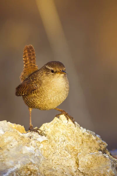 Söt Fågel Brun Natur Bakgrund Fågel Gärdsmyg Troglodyter Troglodyter — Stockfoto