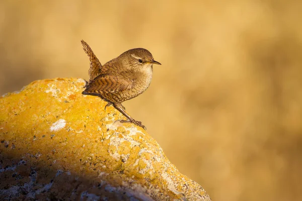 Cute bird. Brown natural background. Bird: Eurasian Wren. Troglodytes troglodytes.