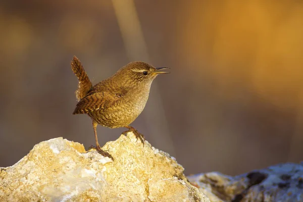 Cute bird. Brown natural background. Bird: Eurasian Wren. Troglodytes troglodytes.