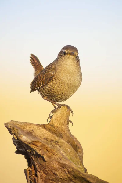 Roztomilá Ptáčku Hnědé Přirozené Pozadí Pták Eurasijský Wren Troglodyty Troglodytes — Stock fotografie