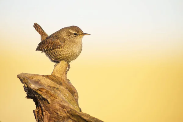 Aranyos Madár Barna Természetes Háttér Madár Eurázsiai Wren Troglodytes Troglodytes — Stock Fotó