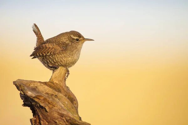かわいい鳥茶色の自然な背景 ユーラシアレン トログロダイテストログロダイト — ストック写真